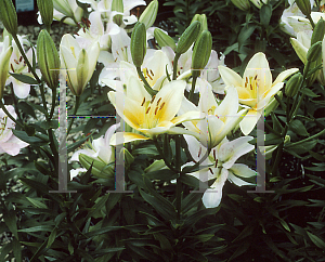 Picture of Lilium  'Kansas'