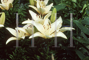 Picture of Lilium  'Mentor'