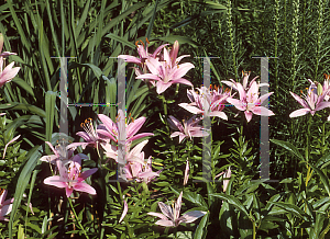 Picture of Lilium  'Montreaux'