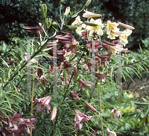 Picture of Lilium  'Pink Perfection'