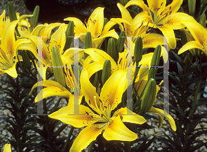 Picture of Lilium  'PollyAnn'