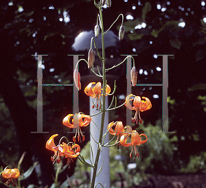 Picture of Lilium pumilum 'Golden Gleem'