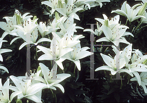 Picture of Lilium  'Reinesse'