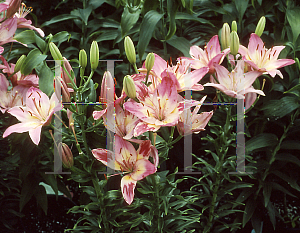 Picture of Lilium  'Spark'