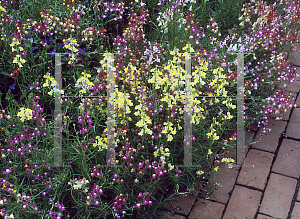 Picture of Linaria maroccana 'Bouquet Mix'