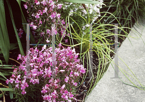 Picture of Linaria maroccana 'Fantasy Sparkle Pink'