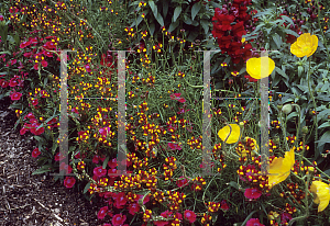 Picture of Linaria reticulata 'Crown Jewels'