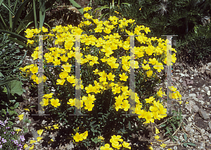 Picture of Linum flavum 