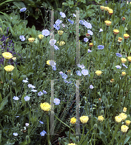 Picture of Linum narbonense 