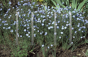 Picture of Linum perenne 'Sapphire'