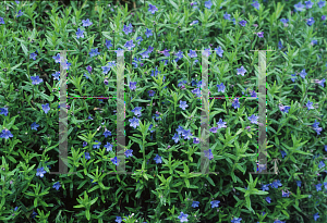 Picture of Lithodora diffusa 