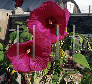 Picture of Hibiscus moscheutos 'Rio Grande'