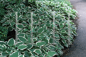 Picture of Hosta fortunei 'Francee'
