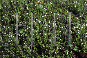 Picture of Lithodora diffusa 'Alba'