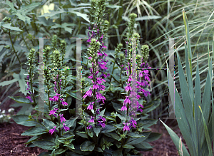 Picture of Lobelia  'Wildwood Splendor'