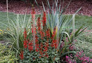 Picture of Lobelia cardinalis 