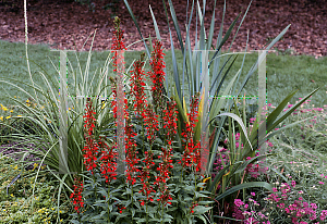 Picture of Lobelia cardinalis 