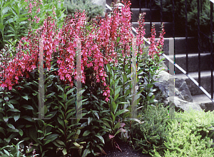 Picture of Lobelia  'Rose Beacon'