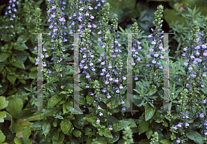 Picture of Lobelia siphilitica 