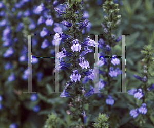 Picture of Lobelia siphilitica 