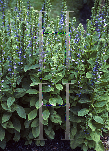 Picture of Lobelia siphilitica 