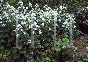 Picture of Lunaria annua 'Alba'