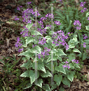 Picture of Lunaria annua 'Variegata'