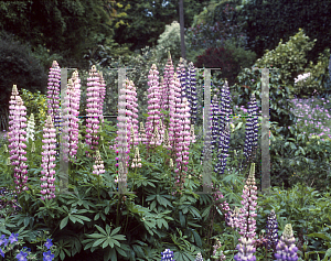 Picture of Lupinus polyphyllus 