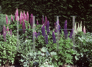 Picture of Lupinus polyphyllus 