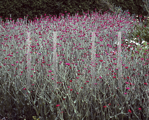 Picture of Lychnis coronaria 