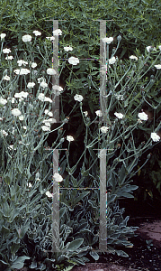 Picture of Lychnis coronaria 'Alba'