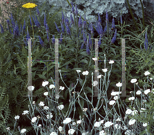 Picture of Lychnis coronaria 'Alba'