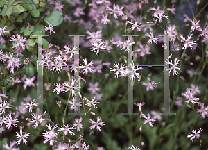 Picture of Lychnis flos-cuculi 