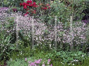 Picture of Lychnis flos-cuculi 