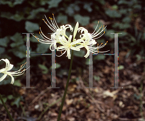 Picture of Lycoris albiflora 