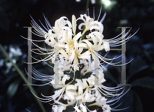 Picture of Lycoris albescens 