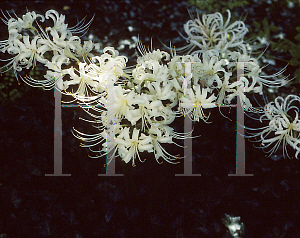 Picture of Lycoris albescens 