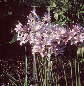 Picture of Lycoris squamigera 