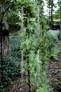 Picture of Lygodium japonicum 