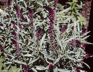 Picture of Lysimachia atropurpurea 