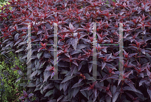 Picture of Lysimachia ciliata 'Firecracker'