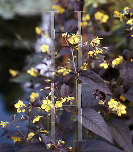 Picture of Lysimachia ciliata 'Purpurea'