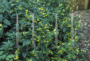 Picture of Lysimachia ciliata 