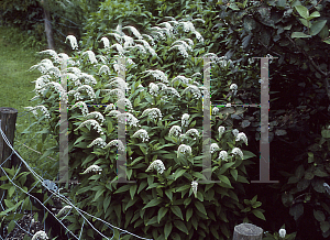 Picture of Lysimachia clethroides 