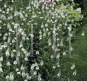 Picture of Lysimachia ephemerum 