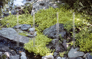 Picture of Lysimachia nummularia 'Aurea'