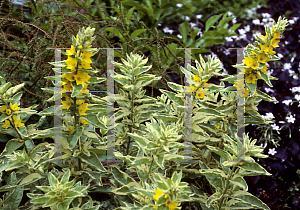 Picture of Lysimachia punctata 'Alexander'