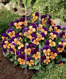 Picture of Viola cornuta 'Sorbet Orange Duet'