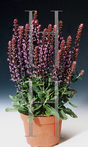 Picture of Salvia x superba 'Merleau'