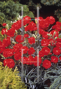 Picture of Dianthus caryophyllus 'Can Can Scarlet'